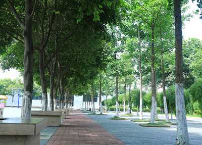 校园景色