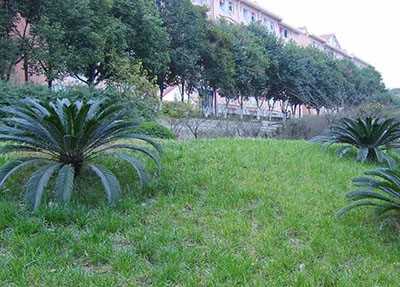 学校风景 学校风景