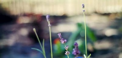 湖北鄂州莲花山学校