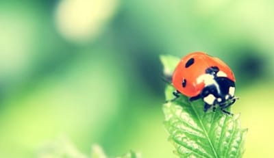 清新职业技术学校