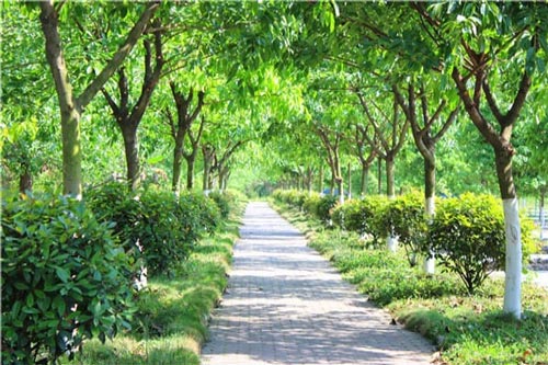 四川五年制大专学校图片