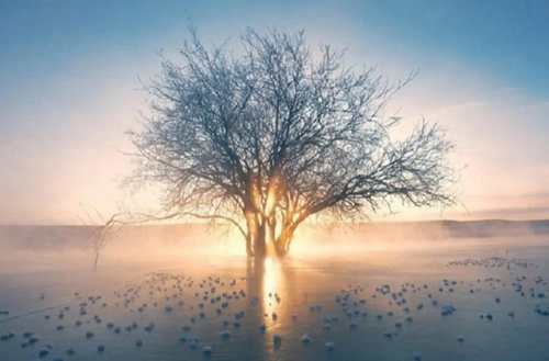 重庆公共运输职业学院有没有报关与国际货运专业?