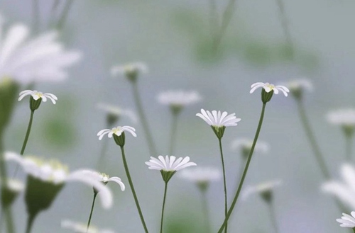 保定市徐水区职业技术教育中心有没有计算机应用专业?