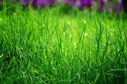 汾阳高级职业中学有没有园林技术专业?