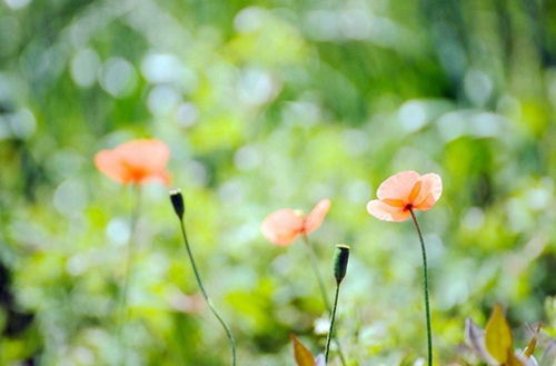 汾阳高级职业中学有石油化工类专业吗?