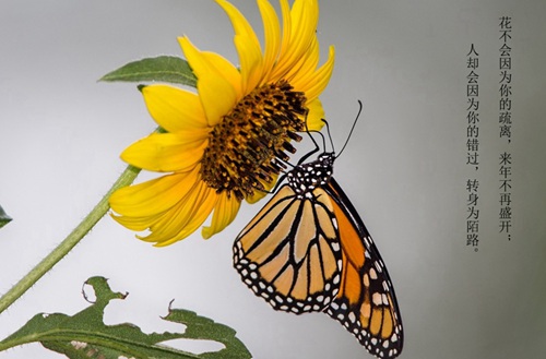 大同新火职业学校有什么专业?有市场营销专业专业吗?