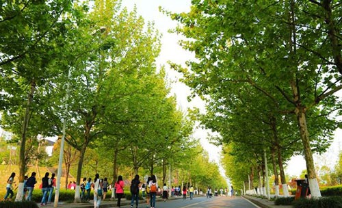 重庆医药高等专科学校医专之春