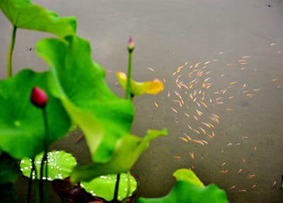 重庆农业学校的食堂条件 重庆农业学校的食堂条件