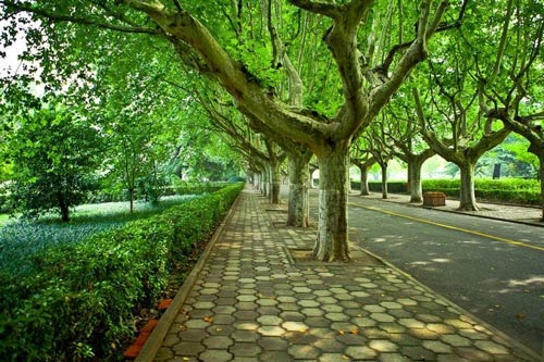 重庆市南丁卫生职业学校涉外护理专业2022年开办的怎么样？