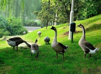 重庆理工大学地址在哪里