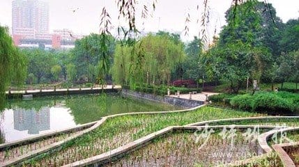 重庆大学的校园环境