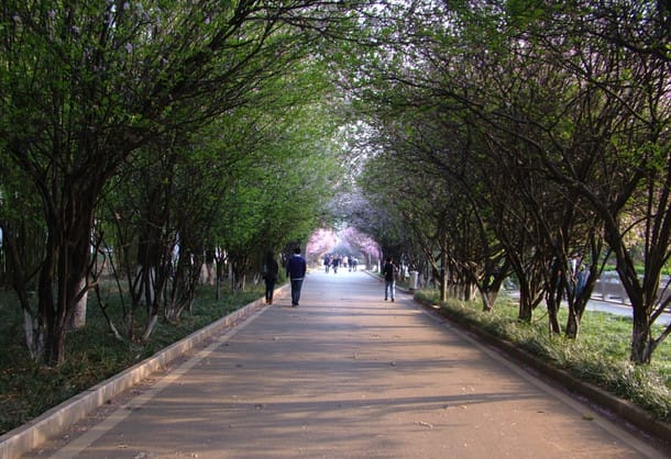 昆明理工大学到底怎么样_学校概况