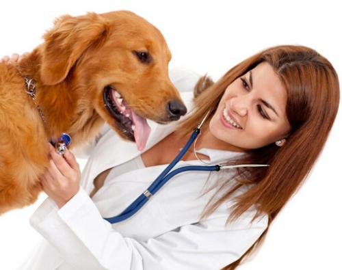 云南农业大学动物医学专业介绍