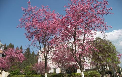 云南农业大学校园一角