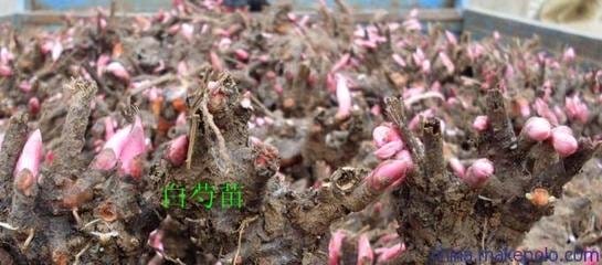 贵阳的中草药栽培与鉴定专业的课程有哪些