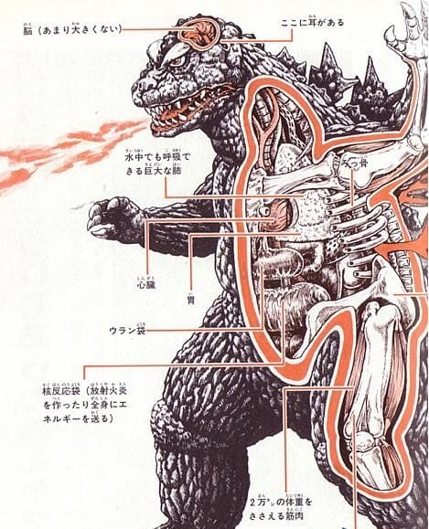 医学影像专业学习解剖吗？