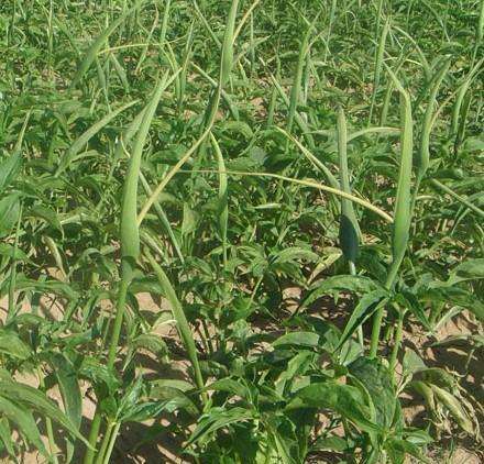 眉山药科职业学院中草药栽培技术专业介绍