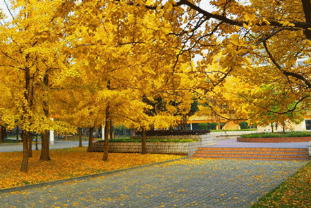 重庆市蜀都职业技术学校环境、教学设施怎么样? 重庆市蜀都职业技术学校环境、教学设施怎么样?