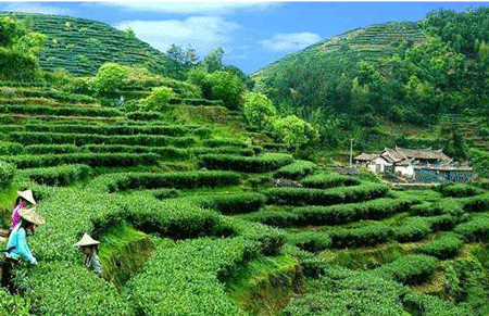 贵州经贸职业技术学校茶树栽培与茶叶加工专业招生